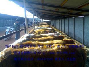 河南优质肉牛养殖 机遇与市场前景探析